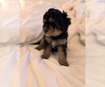 Small Photo #38 Miniature Bernedoodle Puppy For Sale in AUBURNDALE, FL, USA
