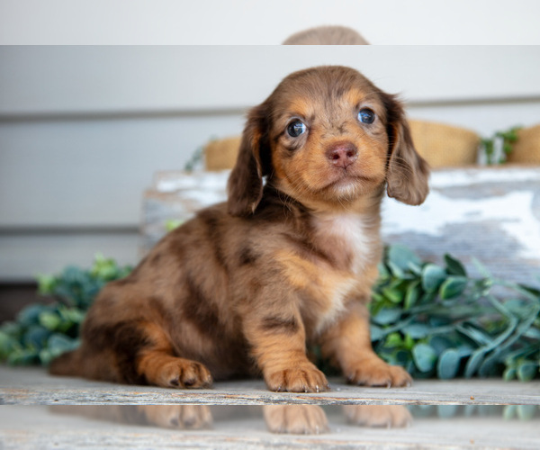 Medium Photo #2 Dachshund Puppy For Sale in NAPPANEE, IN, USA