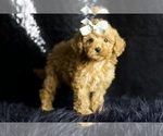 Puppy Tenderheart AKC Poodle (Miniature)