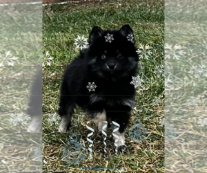 Alaskan Klee Kai-Pomsky Mix Puppy for sale in MOUNTAIN HOME, ID, USA