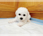 Puppy Green Bichon Frise
