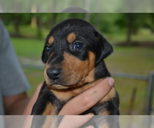 Medium Photo #1 Doberman Pinscher Puppy For Sale in EUFAULA, AL, USA