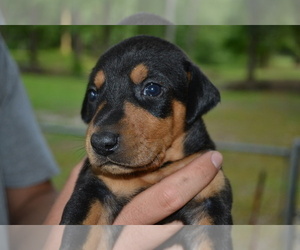 Medium Doberman Pinscher