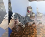 Small #27 Bulldog