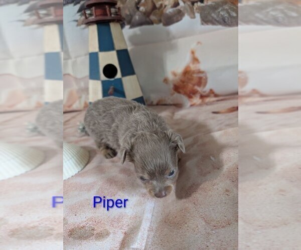 Medium Photo #2 Chihuahua Puppy For Sale in LEBANON, PA, USA