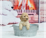 Small Photo #17 Labradoodle Puppy For Sale in LAKE PARK, GA, USA