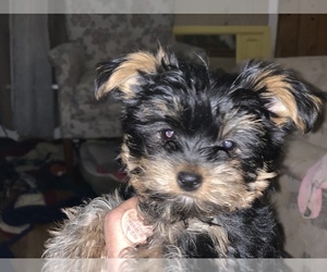 Yorkshire Terrier Puppy for Sale in PHOENIX, Arizona USA