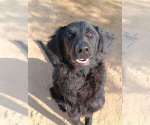 Labrador Retriever-Unknown Mix Dogs for adoption in Calgary, Alberta, Canada