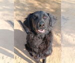 Small Labrador Retriever Mix