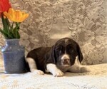 Small #1 English Springer Spaniel