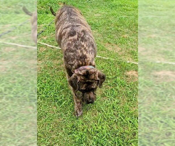 Medium Photo #2 Fila Brasileiro Puppy For Sale in Jasper, AL, USA
