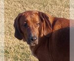 Small Photo #5 Bloodhound-Unknown Mix Puppy For Sale in Aurora, IN, USA