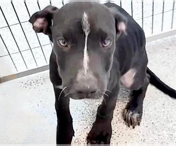 Medium Photo #2 Labrador Retriever-Unknown Mix Puppy For Sale in Houston, TX, USA