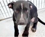 Small #1 Labrador Retriever Mix