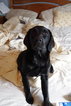 Small Photo #5 Golden Labrador-Golden Shepherd Mix Puppy For Sale in TORRANCE, CA, USA