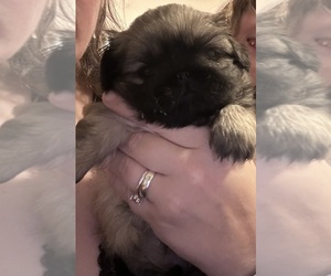 Pekingese Puppy for sale in MARTINSVILLE, VA, USA