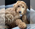 Small Photo #8 Goldendoodle Puppy For Sale in PERRYSVILLE, OH, USA