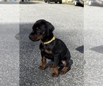 Small #6 Doberman Pinscher