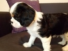 Small Photo #3 Cavalier King Charles Spaniel Puppy For Sale in HUTTO, TX, USA