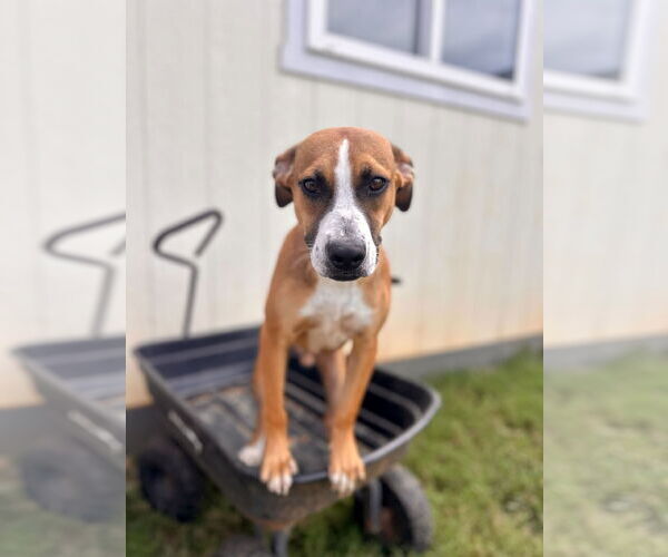 Medium Photo #1 Mutt Puppy For Sale in Pacolet, SC, USA