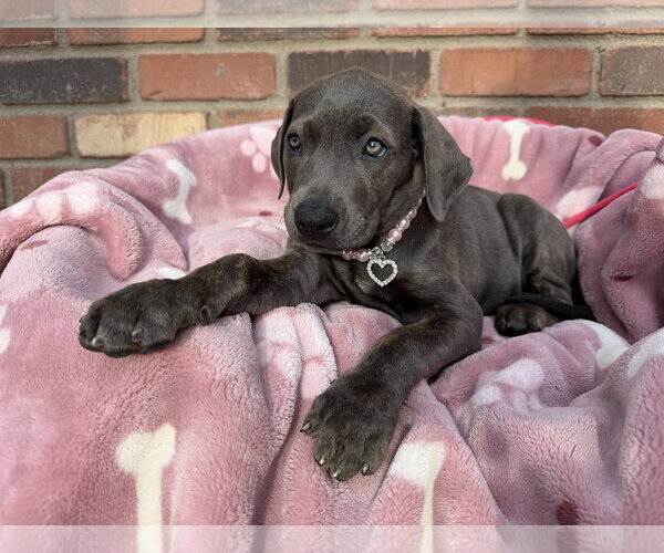 Medium Photo #1 Mutt Puppy For Sale in Goodyear, AZ, USA