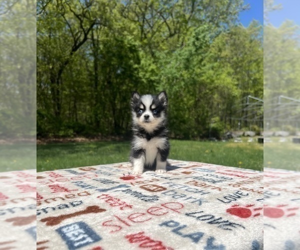 Medium Photo #23 Pomsky Puppy For Sale in DRACUT, MA, USA