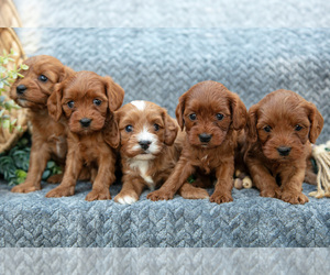 Cavapoo Litter for sale in SHIPSHEWANA, IN, USA