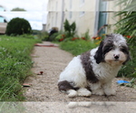 Small #4 Cavapoo