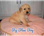 Puppy Big Blue boy Golden Retriever