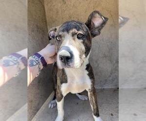 Mutt Dogs for adoption in Oklahoma City, OK, USA