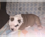 Small Photo #5 Bulldog Puppy For Sale in FLINT, MI, USA