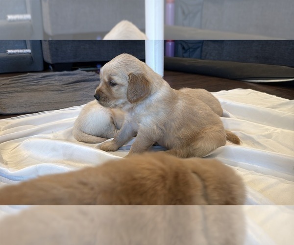 Medium Photo #7 Golden Retriever Puppy For Sale in PANA, IL, USA