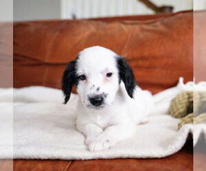 Maltese-Unknown Mix Dogs for adoption in Andover, MN, USA