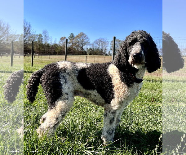 Medium Photo #6 Poodle (Standard) Puppy For Sale in Pacolet, SC, USA