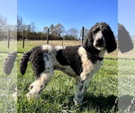 Small #5 Poodle (Standard)