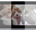 Small #5 Poodle (Standard)