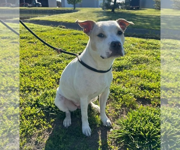 Medium Photo #2 Mutt Puppy For Sale in Evansville, IN, USA