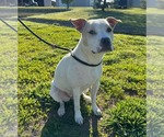 Small #1 Mutt