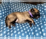 Small Photo #191 Belgian Malinois Puppy For Sale in REESEVILLE, WI, USA