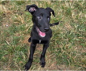 Lorelai - Female Mutt Dog for Adoption - Photo #4