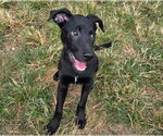 Small Photo #4 Mutt Puppy For Sale in Anniston, AL, USA
