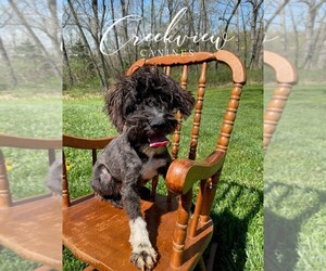 Schnoodle (Miniature) Dog for Adoption in NIANGUA, Missouri USA