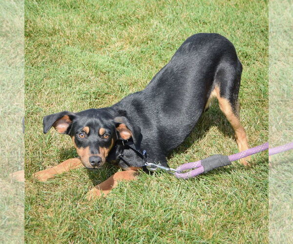 Medium Photo #3 Beagle-German Shepherd Dog Mix Puppy For Sale in Huntley, IL, USA