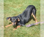 Small #2 Beagle-German Shepherd Dog Mix