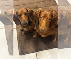 Dachshund Dogs for adoption in Tampa, FL, USA