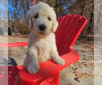 Small Photo #9 Goldendoodle Puppy For Sale in ATHENS, TN, USA