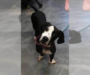 American Bulldog-Basset Hound Mix Dogs for adoption in Thief River Falls, MN, USA