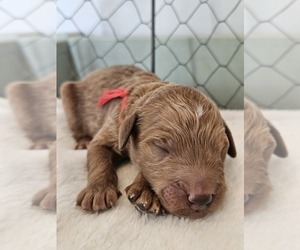 Medium Goldendoodle mix (+ Poodle Standard)