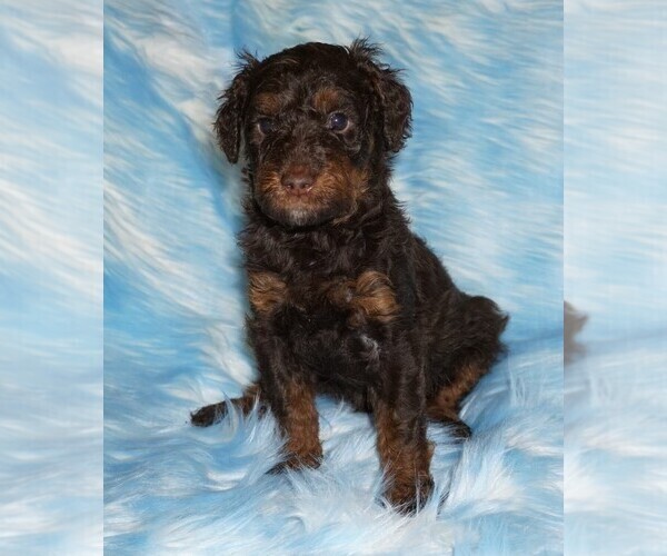 Medium Photo #2 Miniature Labradoodle Puppy For Sale in LA HABRA, CA, USA