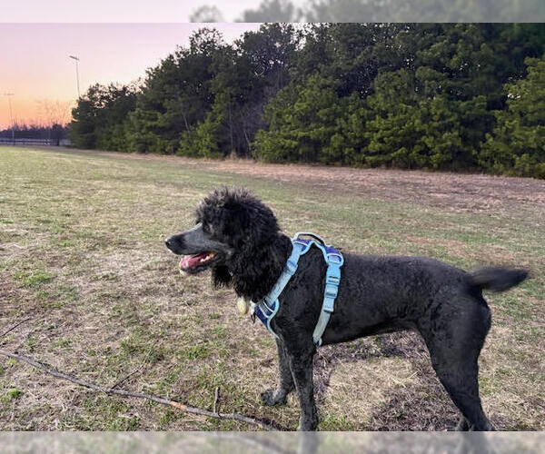Medium Photo #2 Poodle (Standard)-Unknown Mix Puppy For Sale in Cliffwood, NJ, USA
